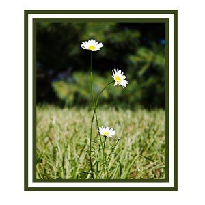 Daisy print wall art 10x13 livingroom decor